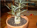 adenium